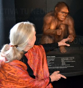 Momento especialmente emotivo. Jane Goodall se arrodilla para saludar a una reproducción de un “homo habilis” similar a los que se han encontrado en la garganta de Olduvai en Tanzania, donde Goodall comenzó sus estudios científicos   Foto Activatuneurona
