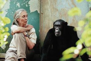 La doctora Goodall sentada junto al chimpancé Freud en Gombe. Foto:© Michael Neugebauer.