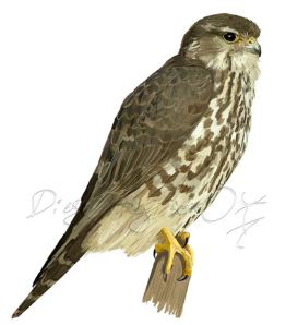 Esmerejón hembra. Credit: Diego Ortega Alonso. http://www.diegortegalonso.com