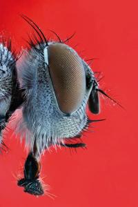 Cabeza de mosca. Foto: Ángel Febrero