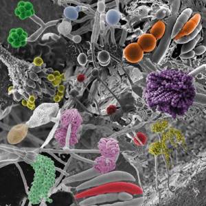 Fungi. Foto: Francisca Sempere Ferre