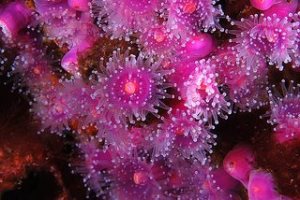 Anémona joya (Corynactis viridis). Cabo Matxitxako, Bizkaia. Foto: © Oceana