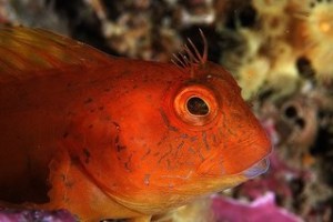 Babosa (Parablennius pilicornis). Oriñon, Cantabria. Foto: © Oceana