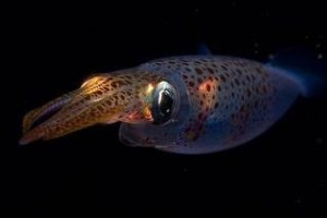 Jibión (Loligo vulgaris). Cabo Busto, Asturias. Foto: © Oceana