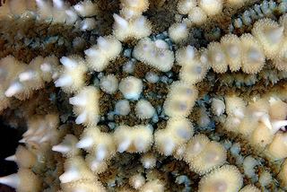 Detalle de estrella de mar espinosa (Marthasterias glacialis). Oriñon, Cantabria. Foto: © Oceana