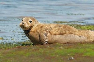 Foca gris (Halichoerus grypus). Bahía de Santander, Cantabria. Foto: © Oceana.