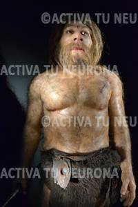 Neandertal del Museo de la Evolución Humana de Burgos. Foto: Izaskun Lekuona