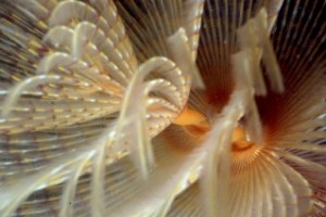 Detalle de una Sabella Spallanzanii Foto: EMBRC