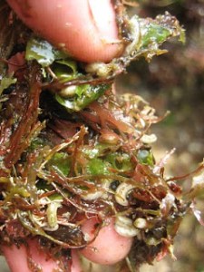 Algas costeras en descomposición con larvas en desarrollo de moscas del género Drosophila, son una gran fuente de alimento para el Chelon labrosus. Foto: http://goo.gl/m1MiRU