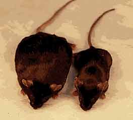 Un ratón normal (a la derecha) y otro (a la izquierda) al que se le ha quitado el gen que regula la producción de miostatina, un inbibidor del desarrollo muscular.