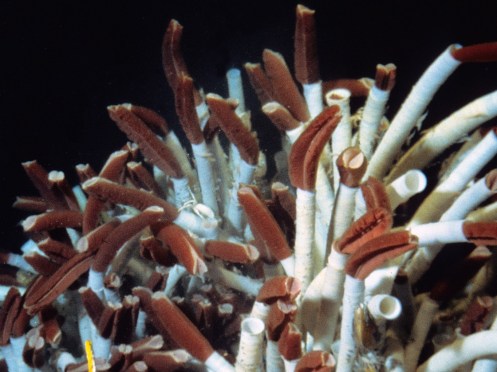 Gusanos tubícolas desde el Alvin en 1979. © Woods Hole Oceanographic Institution