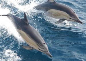 Delfín listado