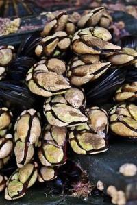 Percebe adherido a roca