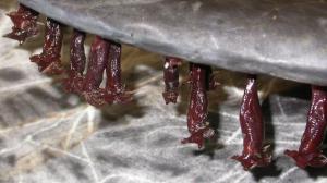 Xenobalanus globicipitis sobre aleta caudal de delfín.