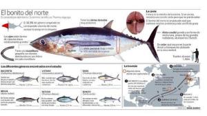fraude-bonito-congelado