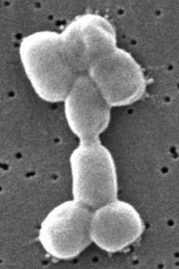Acinetobacter baumannii